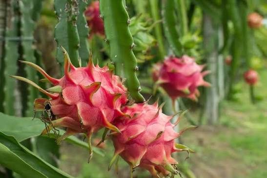 dragon orchard